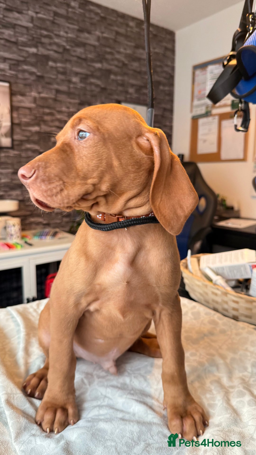Hungarian Vizsla dogs for sale:   ⚜️Hungarian Vizsla puppies⚜️ - Image 25
