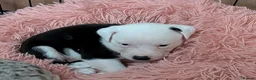 Mixed Breed dogs for sale: Borador bully puppies 1 Girl ready to go 12th June - Advert 21