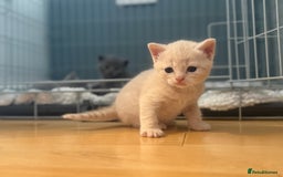 British Shorthair cats for sale: British shorthair cross Russian Blue - Image 3