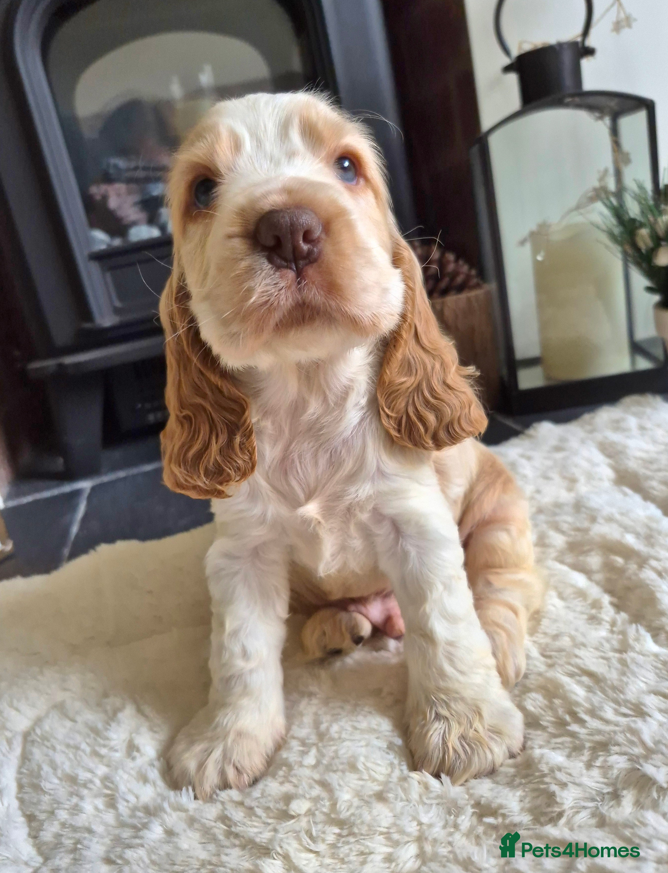 Cocker Spaniel dogs KC Reg,Health Tested, Show Cocker Spaniel Puppies  - Advert 11