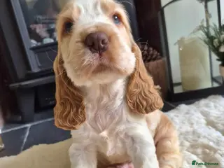 Cocker Spaniel dogs KC Reg,Health Tested, Show Cocker Spaniel Puppies - Advert 11