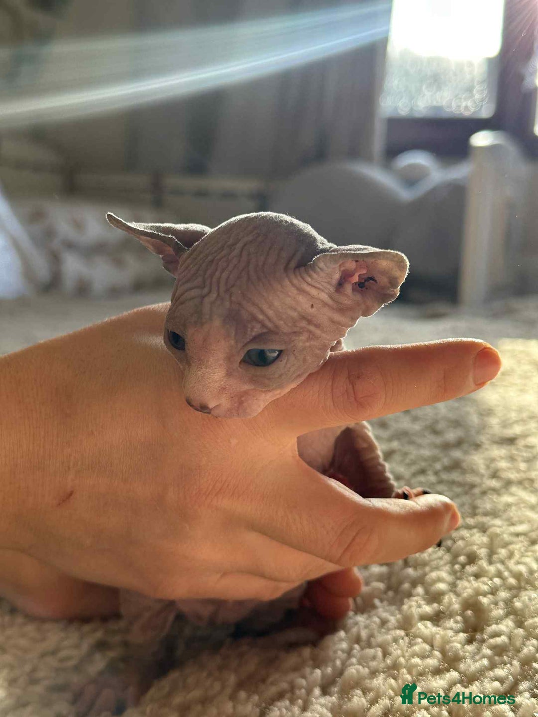 Sphynx cats for sale: Sphinx kittens 🩵❤️ - Advert 7