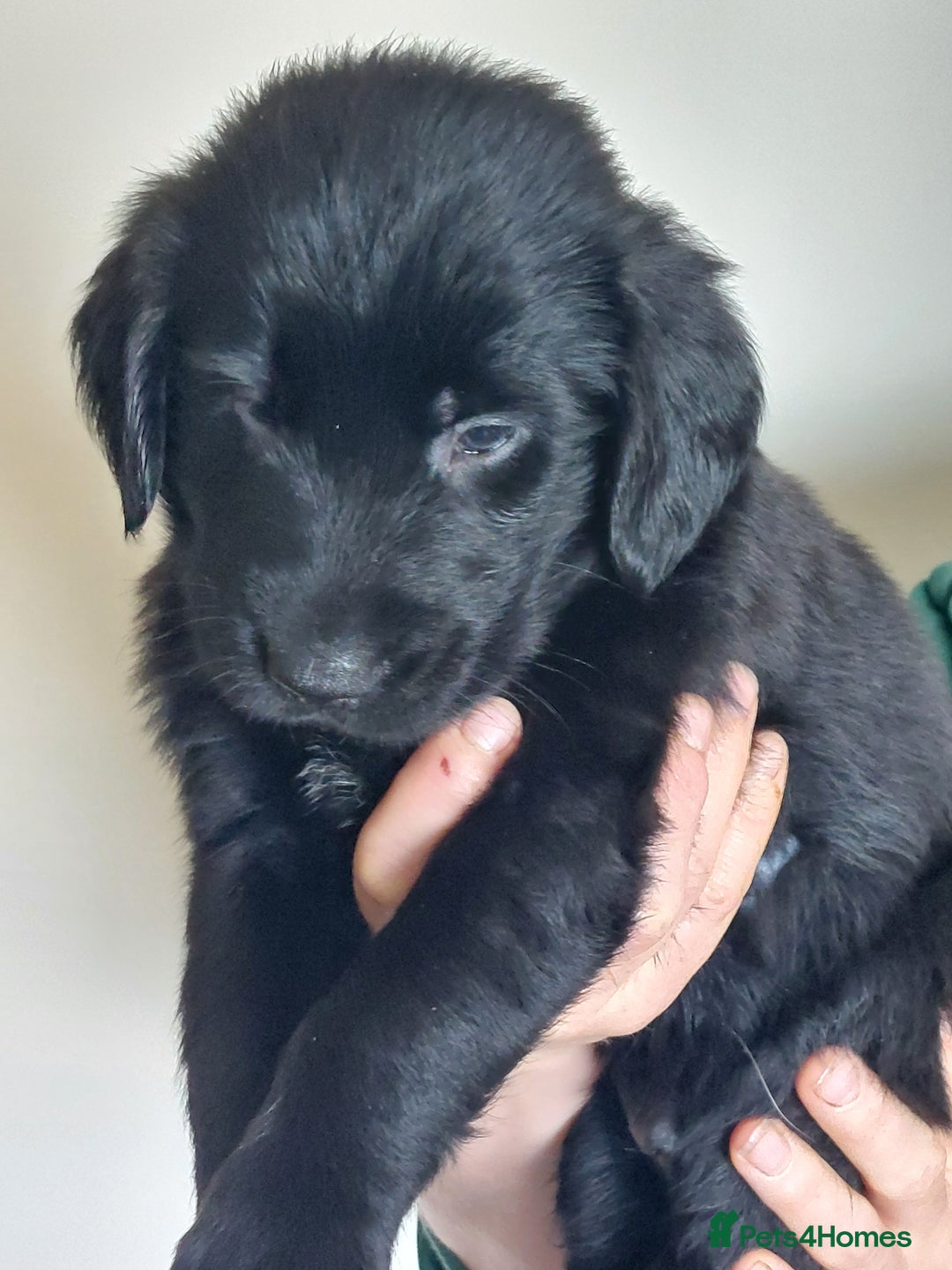 Flat coated Retriever dogs for sale: Flatcoated retriever puppies  - Image 9