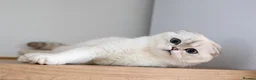 Scottish Fold cats for sale:  Ozzy is looking for his forever home! - Advert 3