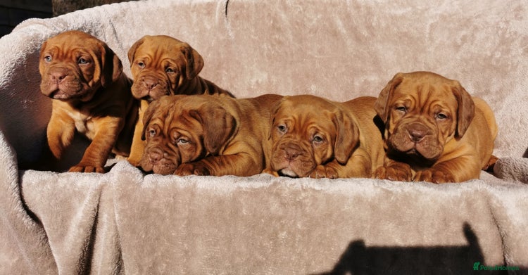 Pets4homes Dogue De Bordeaux For Sale North East Buy De Bordeaux