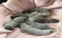 French Bulldog dogs for sale: French bulldog Pups  - Image 6