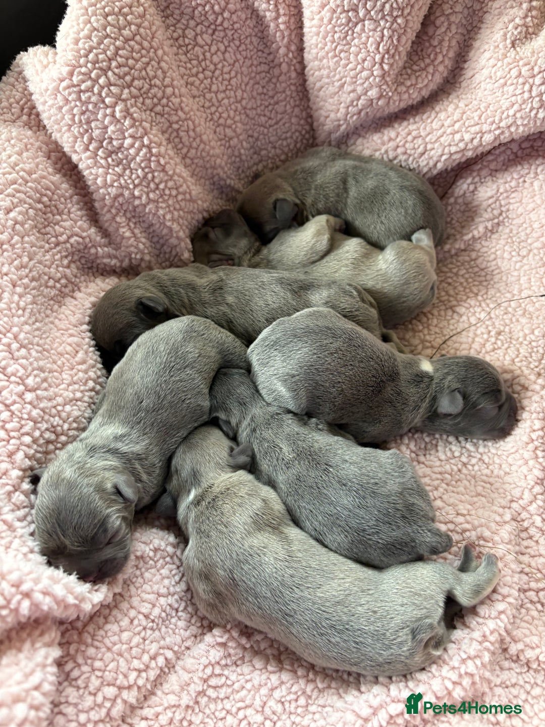 French Bulldog dogs for sale: French bulldog Pups  - Image 6