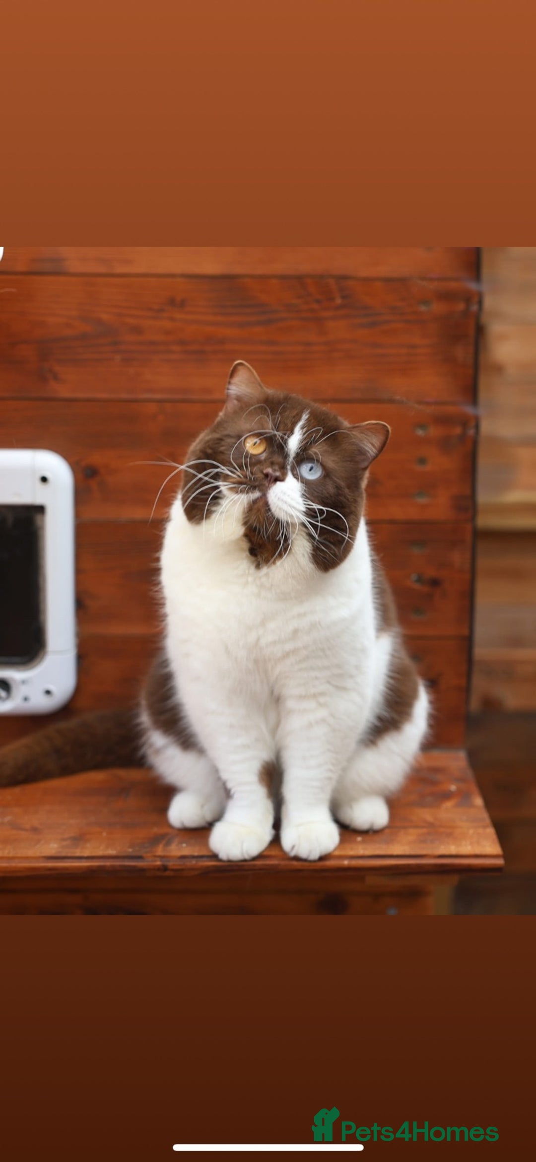 British Shorthair cats for sale: Luxury British Short-Choc& Bi-Coloured|07988240877 - Advert 5