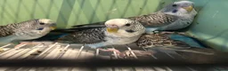 Budgerigars birds for sale: Black face and black wing budgies - Advert 13