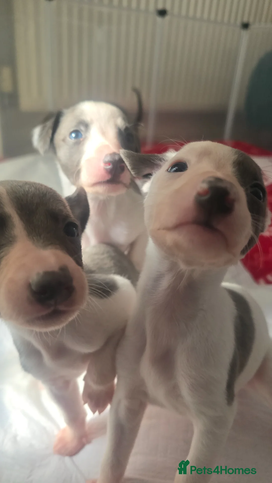 Whippet dogs for sale: Small type whippets blue/white in Warrington - Advert 1