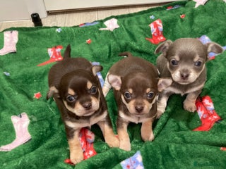 Chihuahua dogs 🎄 Chihuahua pups ready to leave 27th of December - Advert 6