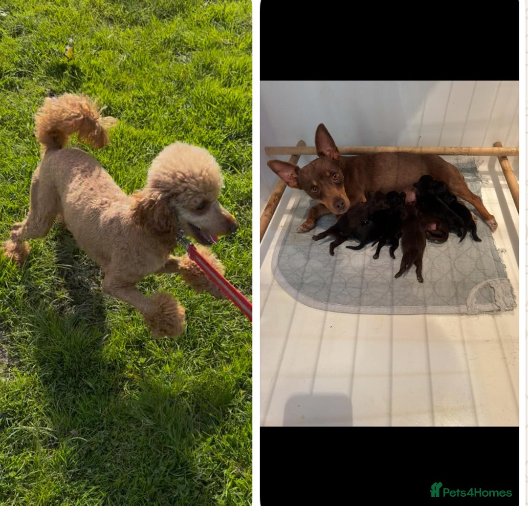 Jackapoo dogs for sale: Jackapoo - Image 6