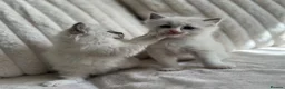 Ragdoll cats for sale: TICA REGISTERED Gorgeous Ragdoll Kitten - Advert 5