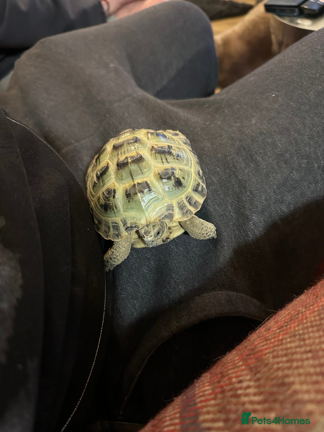 Hermann Tortoise reptiles for sale: Horsfeild tortoise  - Image 5