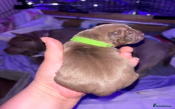American Bully dogs for sale: Pocket bully puppy’s  - Image 22