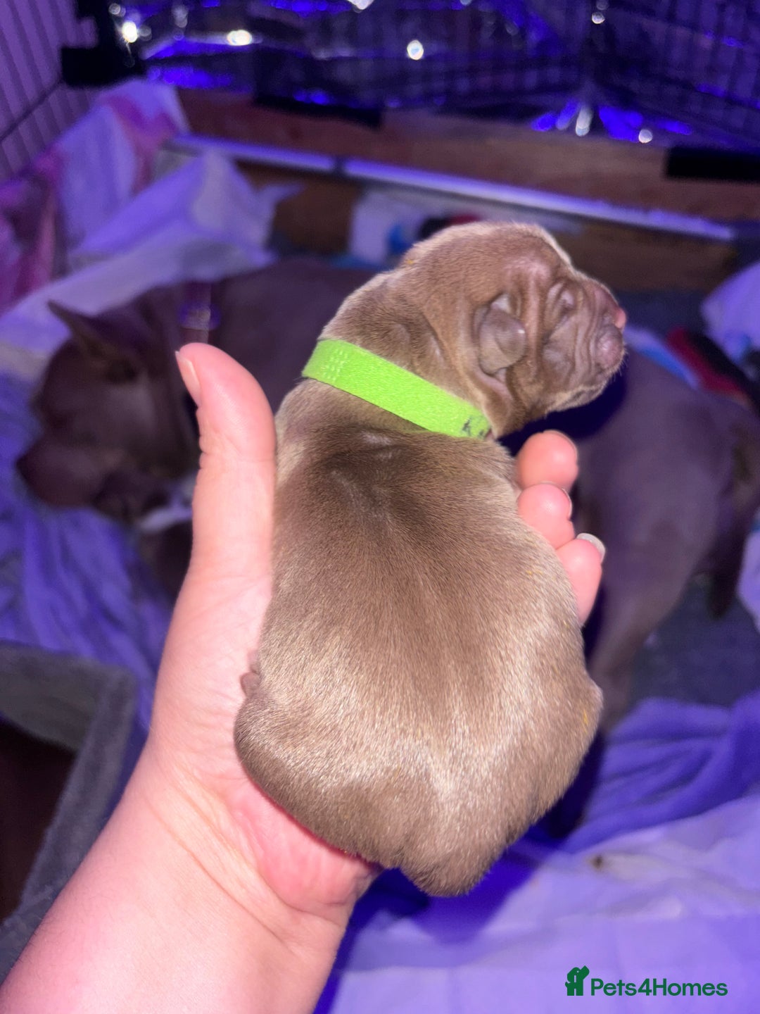American Bully dogs for sale: Pocket bully puppy’s  - Image 22