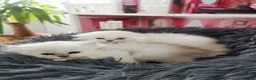 Scottish Fold cats for sale: Scottish Fold  Last Girl - Advert 9
