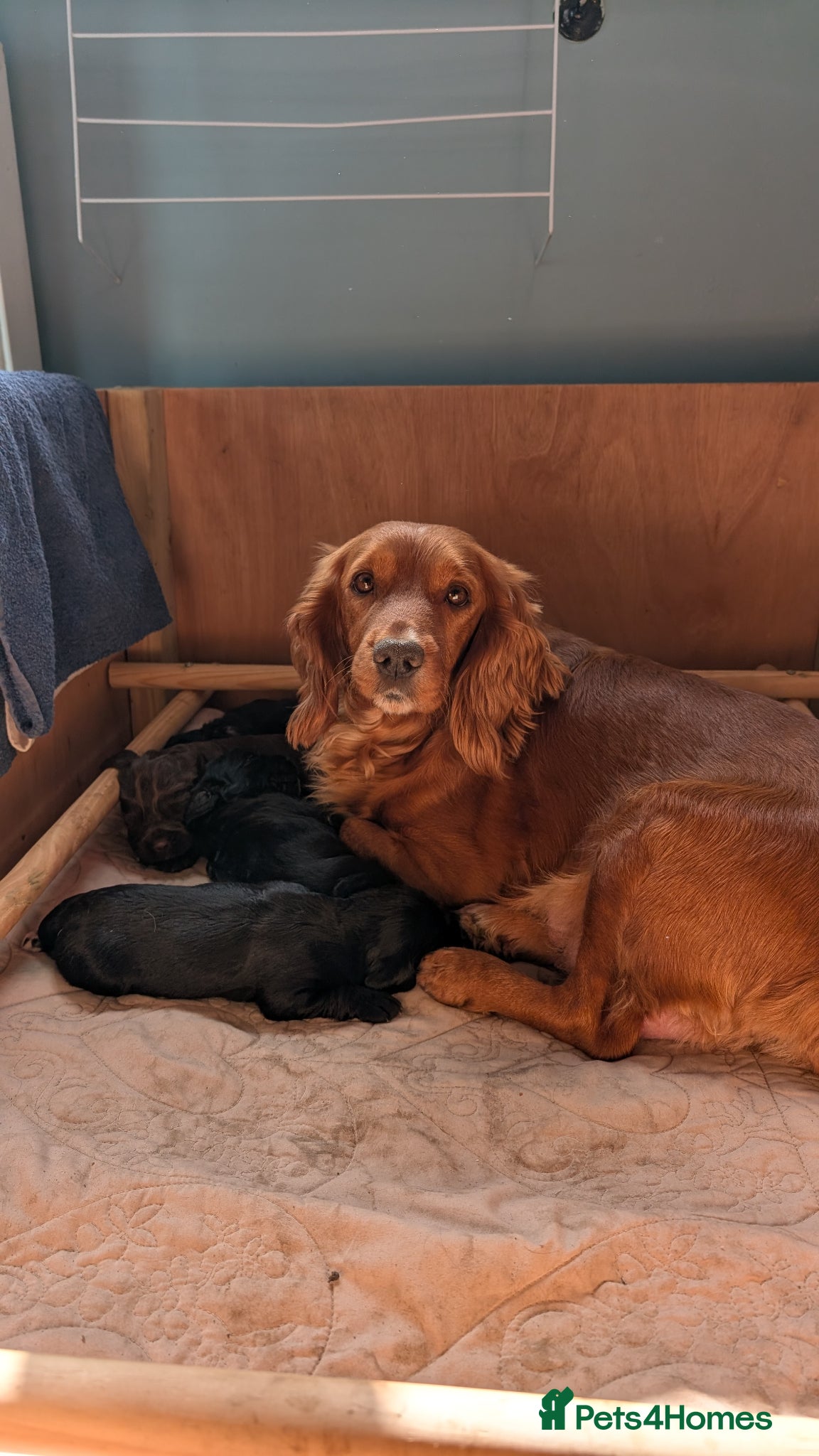 Cocker Spaniel dogs Working cocker spaniel puppies  - Advert 1