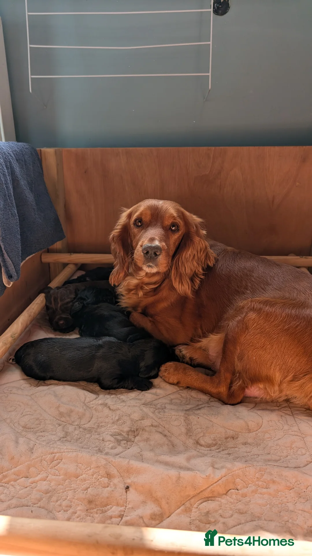 Cocker Spaniel dogs for sale: Working cocker spaniel puppies  in Market Harborough - Advert 1