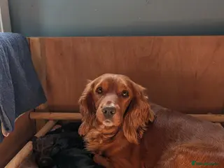 Cocker Spaniel dogs Working cocker spaniel puppies - Advert 1