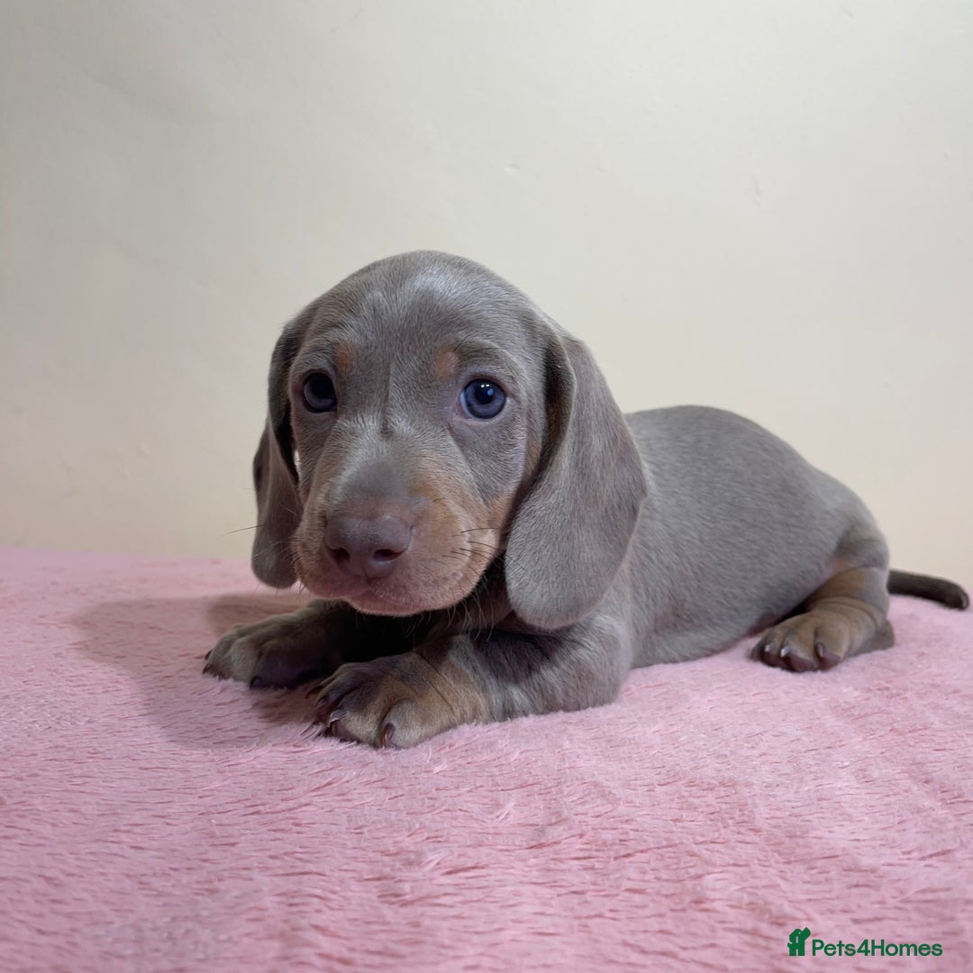 Miniature Dachshund dogs for sale: Miniature dachshund puppies  - Image 15