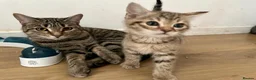 Bengal cats for sale: 4 gorgeous Bengal mix kittens - Advert 12