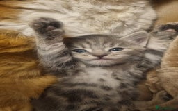 British Shorthair cats for sale: 4 Kittens ready to leave 25th August - Image 5