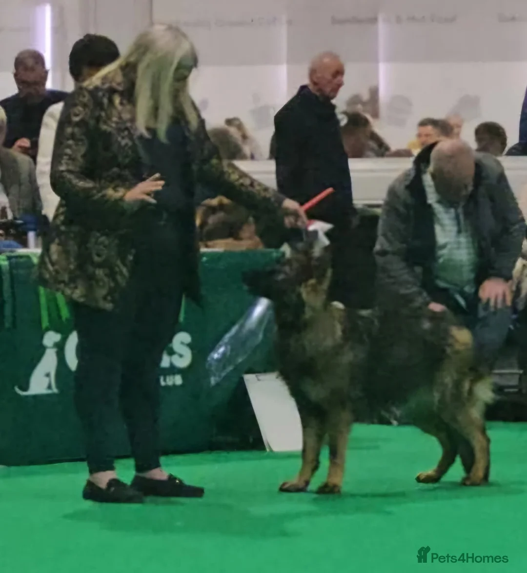 German Shepherd dogs for sale: Kennel club registered straight back GSD - Advert 8