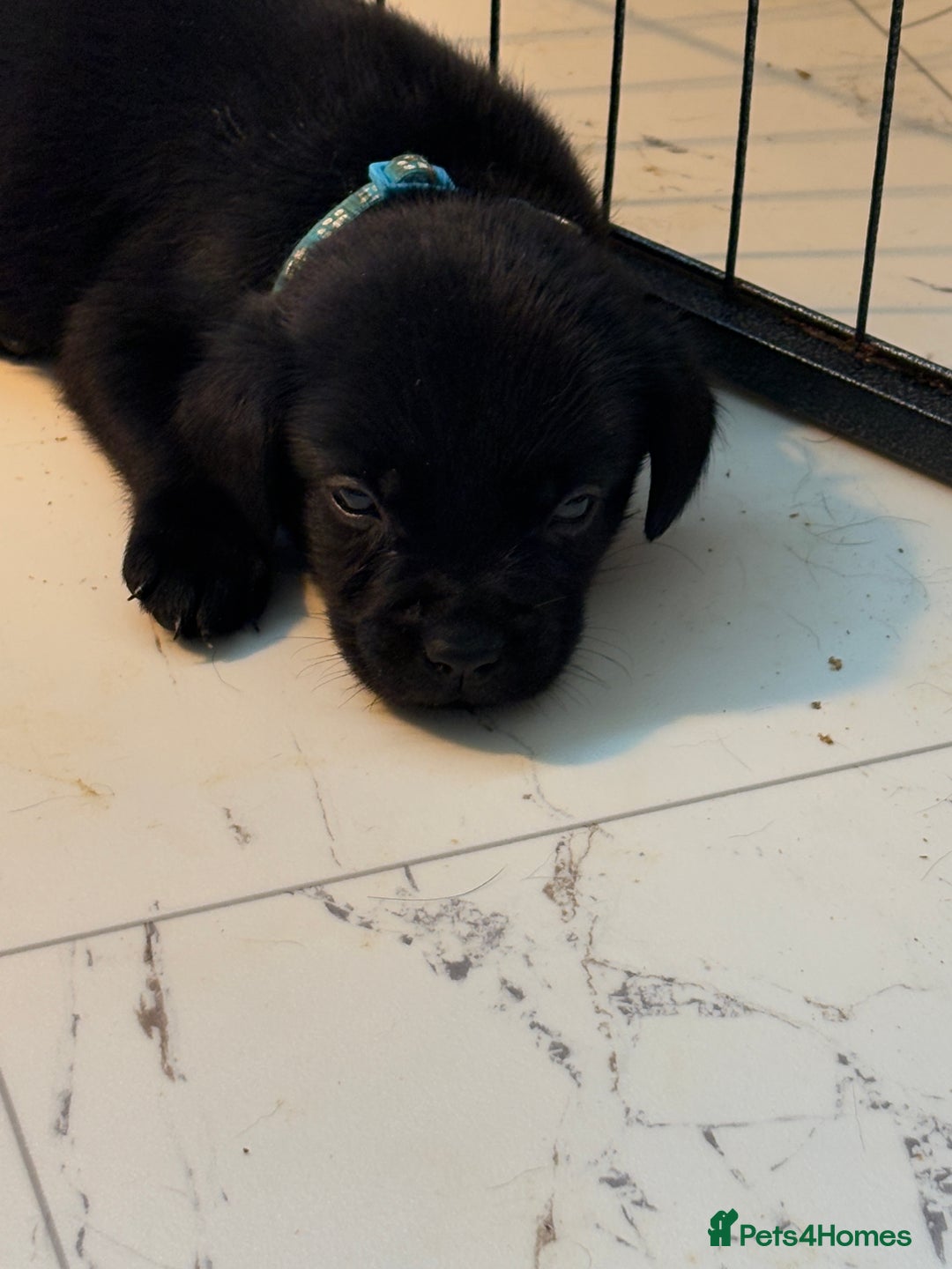 Labrador Retriever dogs for sale: Beautiful puppies, proud of Mum - Advert 3