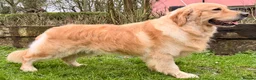 Golden Retriever dogs for stud: Exceptional KC & Tested Golden Retriever For Stud  in Bury Saint Edmunds - Advert 1