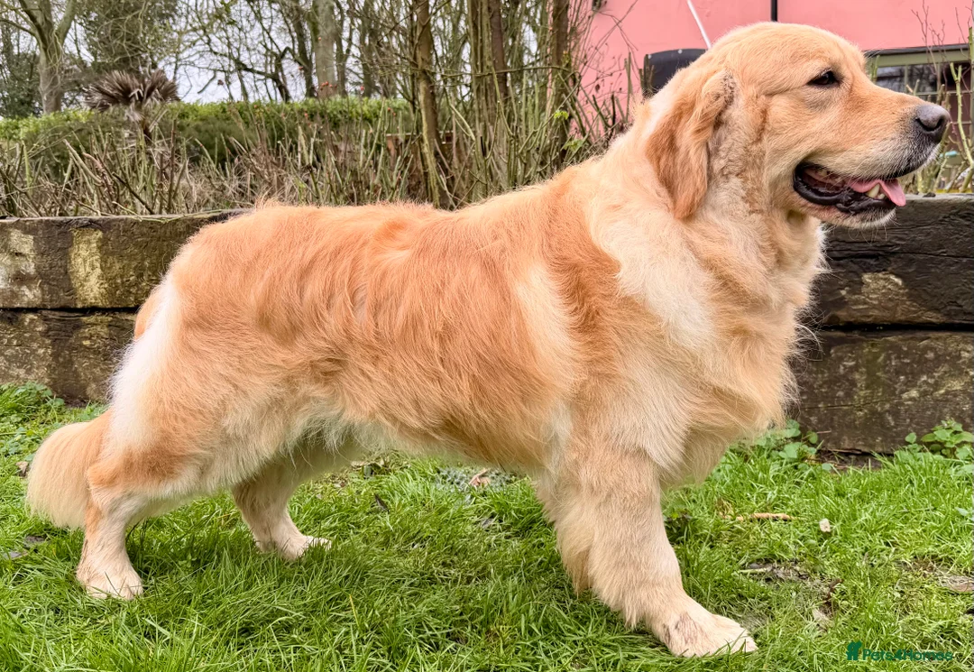 Golden Retriever dogs for stud: Exceptional KC & Tested Golden Retriever For Stud  in Bury Saint Edmunds - Advert 1