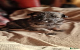 German Shepherd dogs for sale: Long-Haired Straight Back German Shepherd Puppies - Image 7
