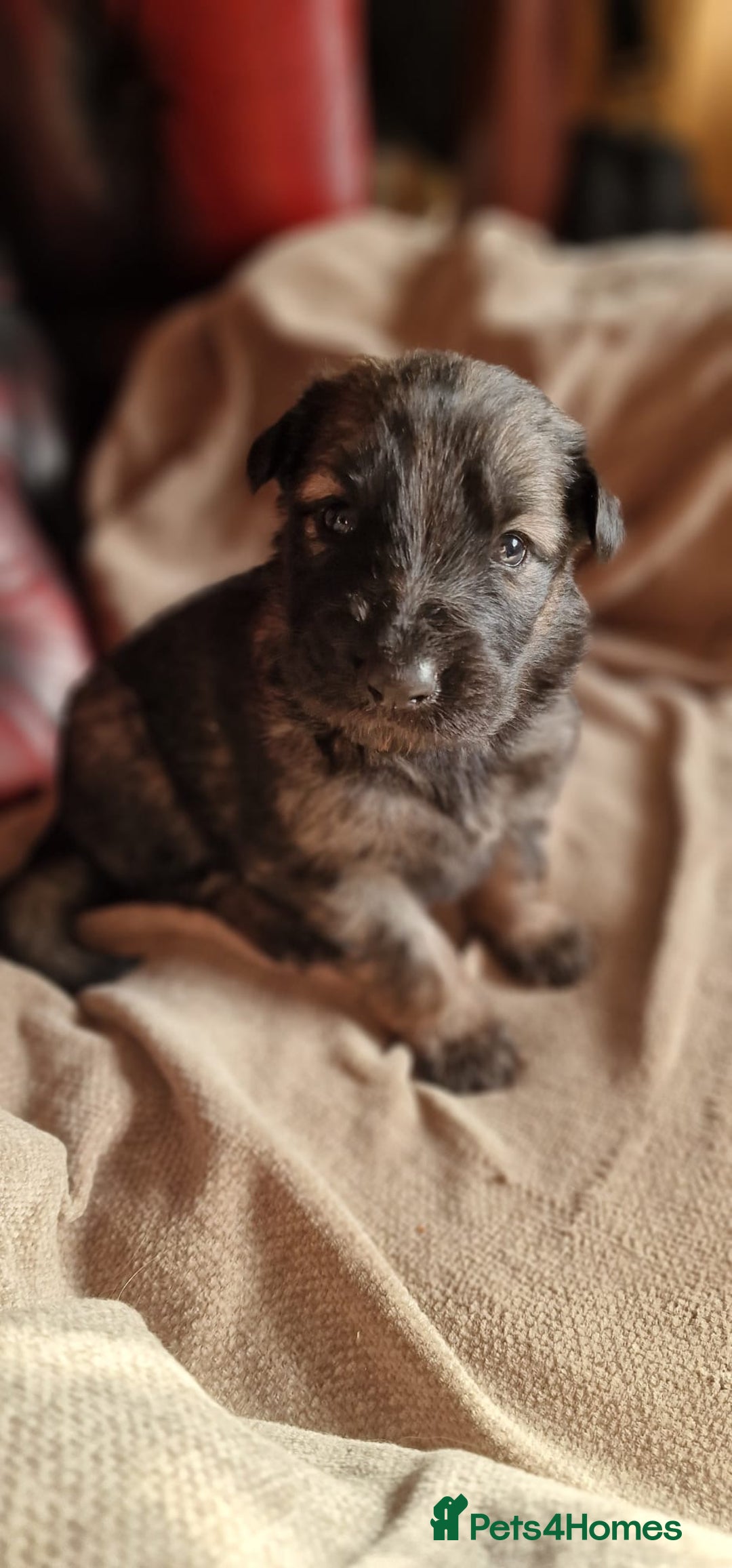 German Shepherd dogs for sale: Long-Haired Straight Back German Shepherd Puppies - Image 7