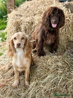 Cockapoo dogs Quality Chocolate Cockapoo Boys - Advert 10