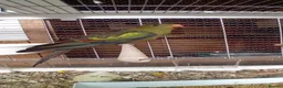 Parrots birds for sale: Regency Parrots (RockPebblers) - Advert 2