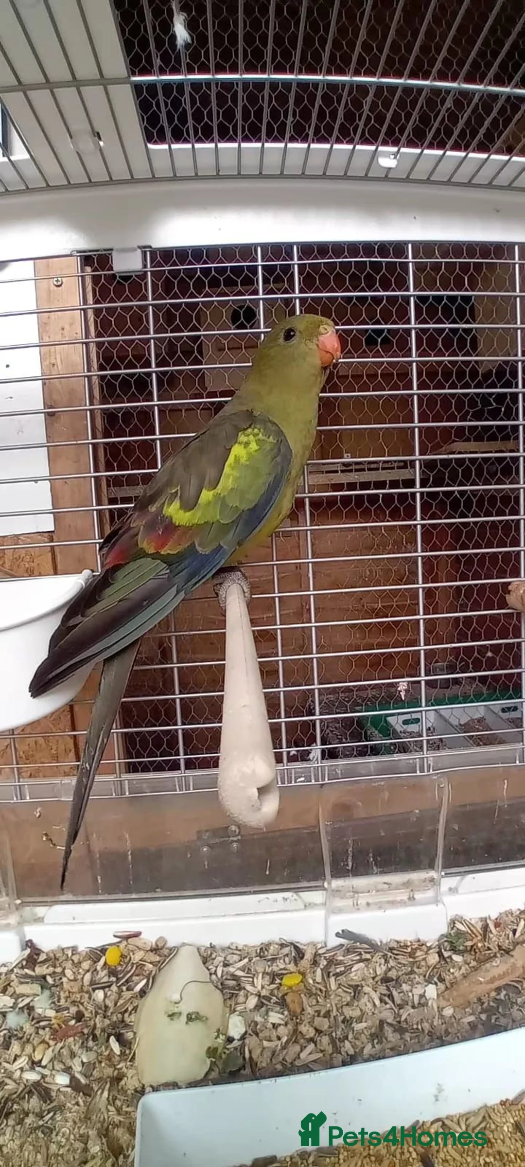 Parrots birds for sale: Regency Parrots (RockPebblers) - Advert 2