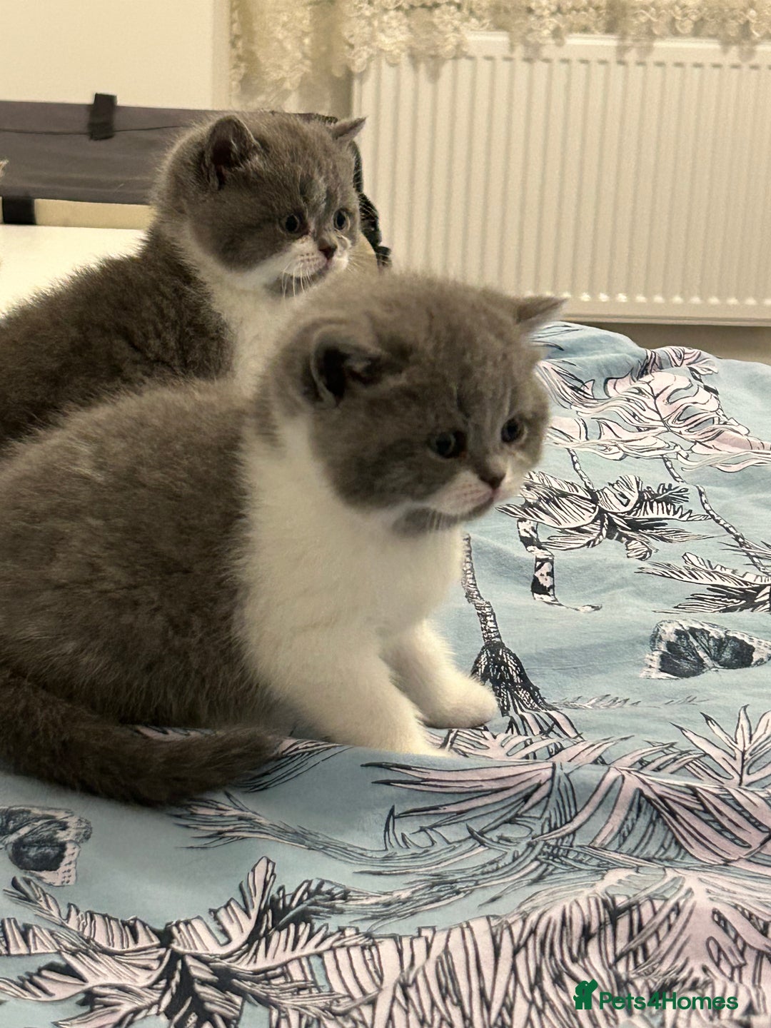 British Shorthair cats for sale: 🩷💙💜🧡♥️ BSH kittens - Advert 3