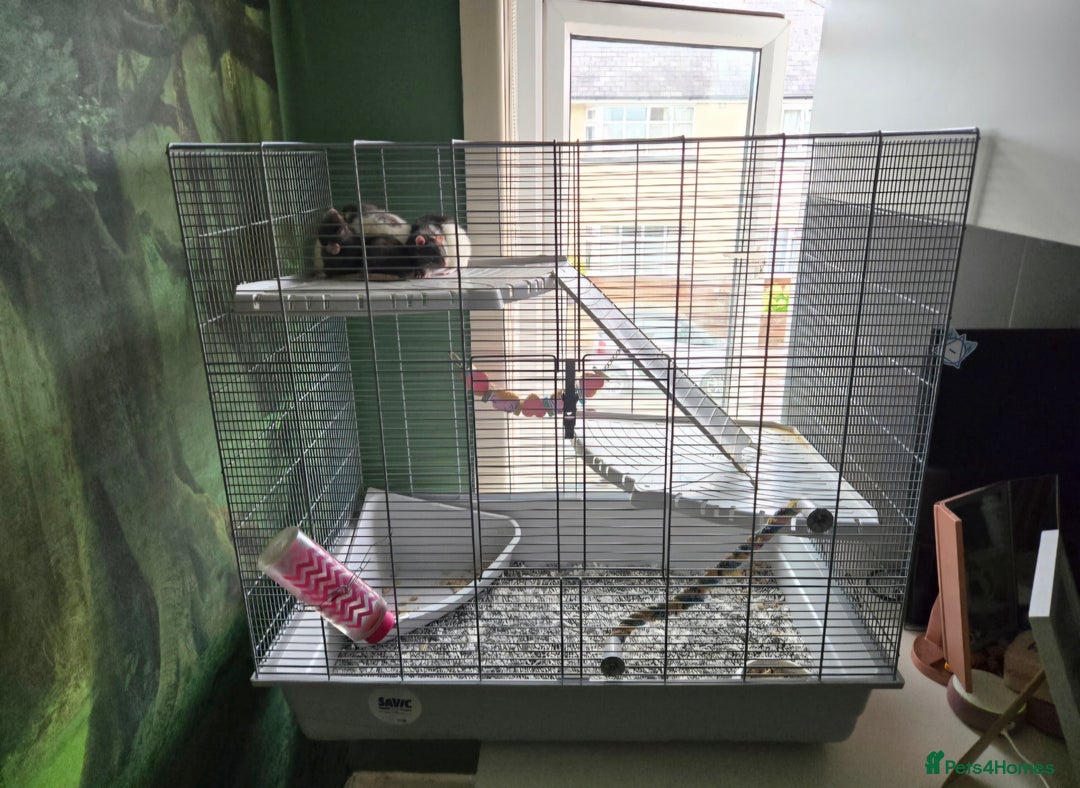 Rat rodents for sale: 5 female rats with cage - free to a good home - Advert 4