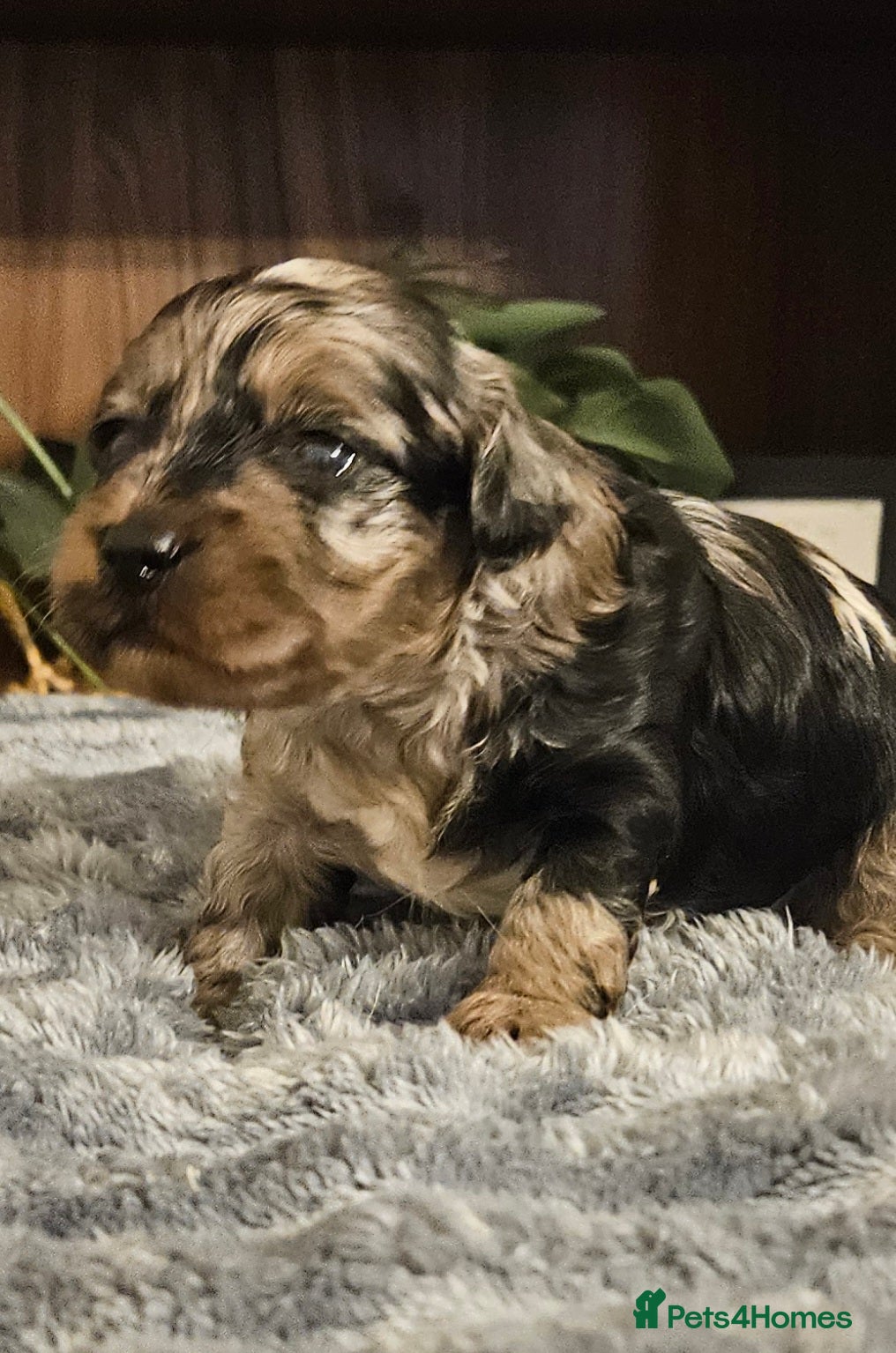 Cockapoo dogs  F1b Rare toy  cockerpoos  - Advert 17