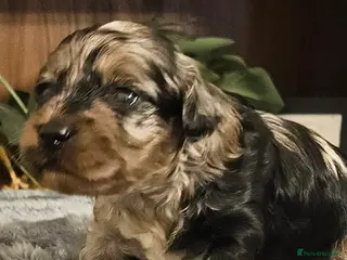 Cockapoo dogs F1b Rare toy cockerpoos - Advert 17
