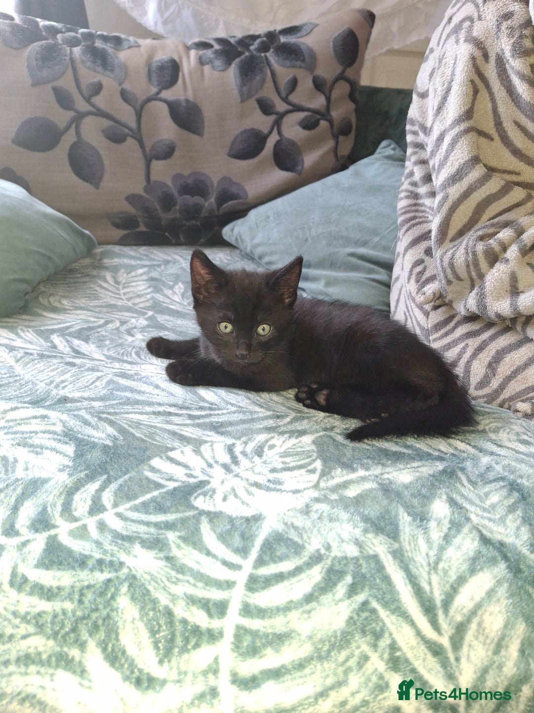 Mixed Breed cats for sale: Ragdoll cross kittens in Shrewsbury - Image 7
