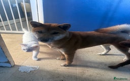 Japanese Shiba Inu dogs for sale: 3yesr old female shiba inu - Image 4