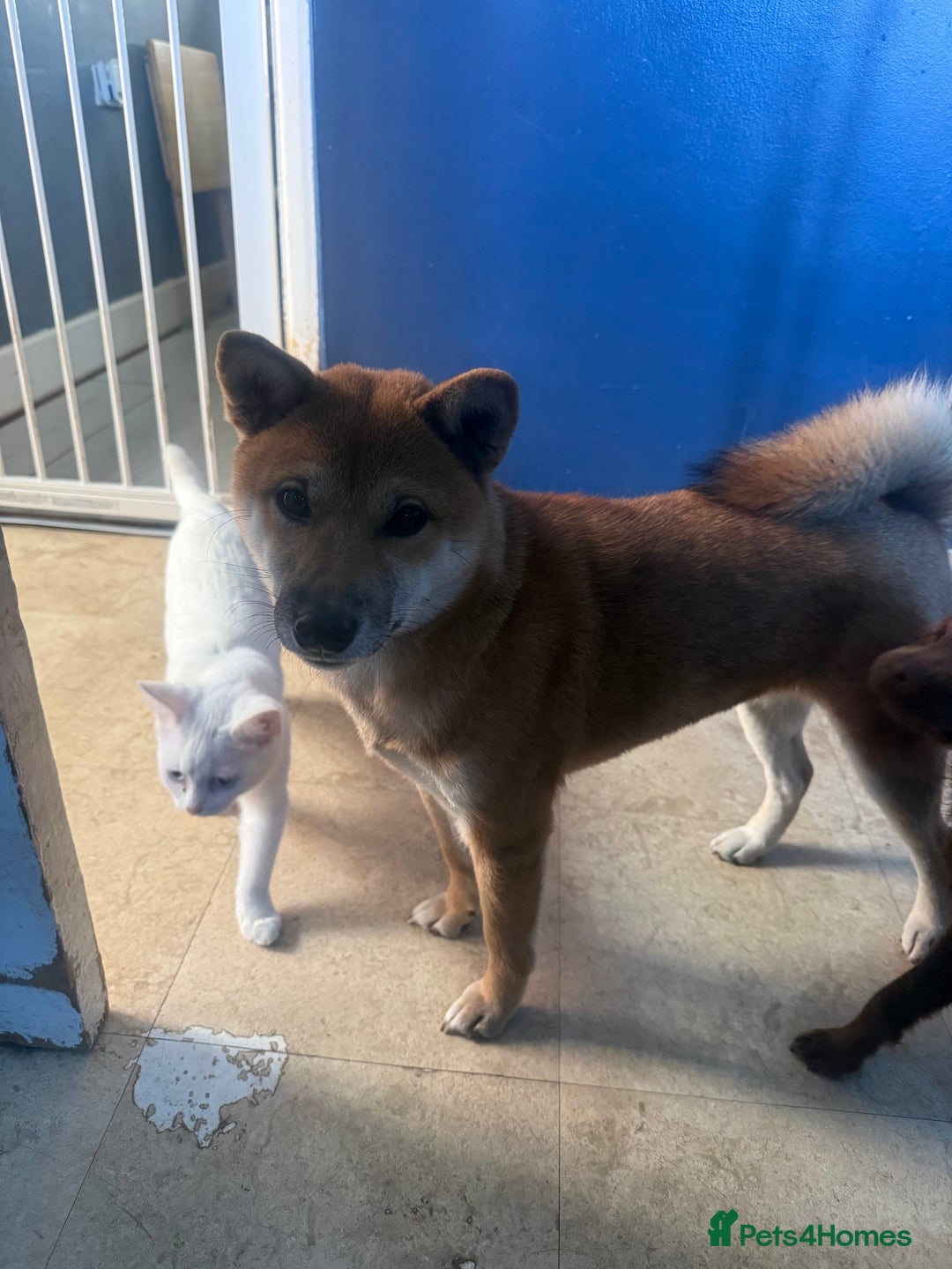 Japanese Shiba Inu dogs for sale: 3yesr old female shiba inu - Image 4
