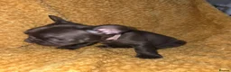 French Bulldog dogs for sale: French bulldog puppies - Advert 14