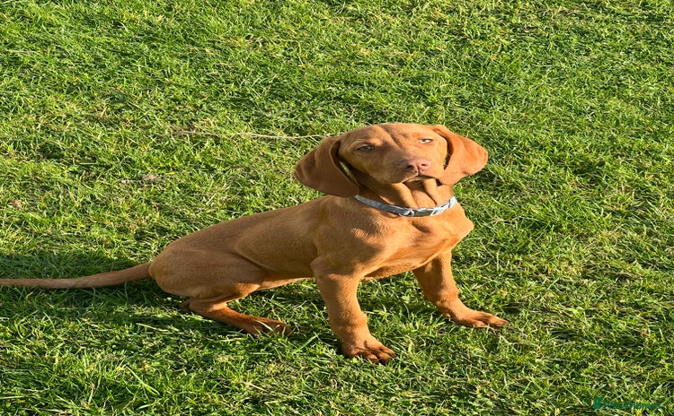 Hungarian Vizsla dogs - Advert 1