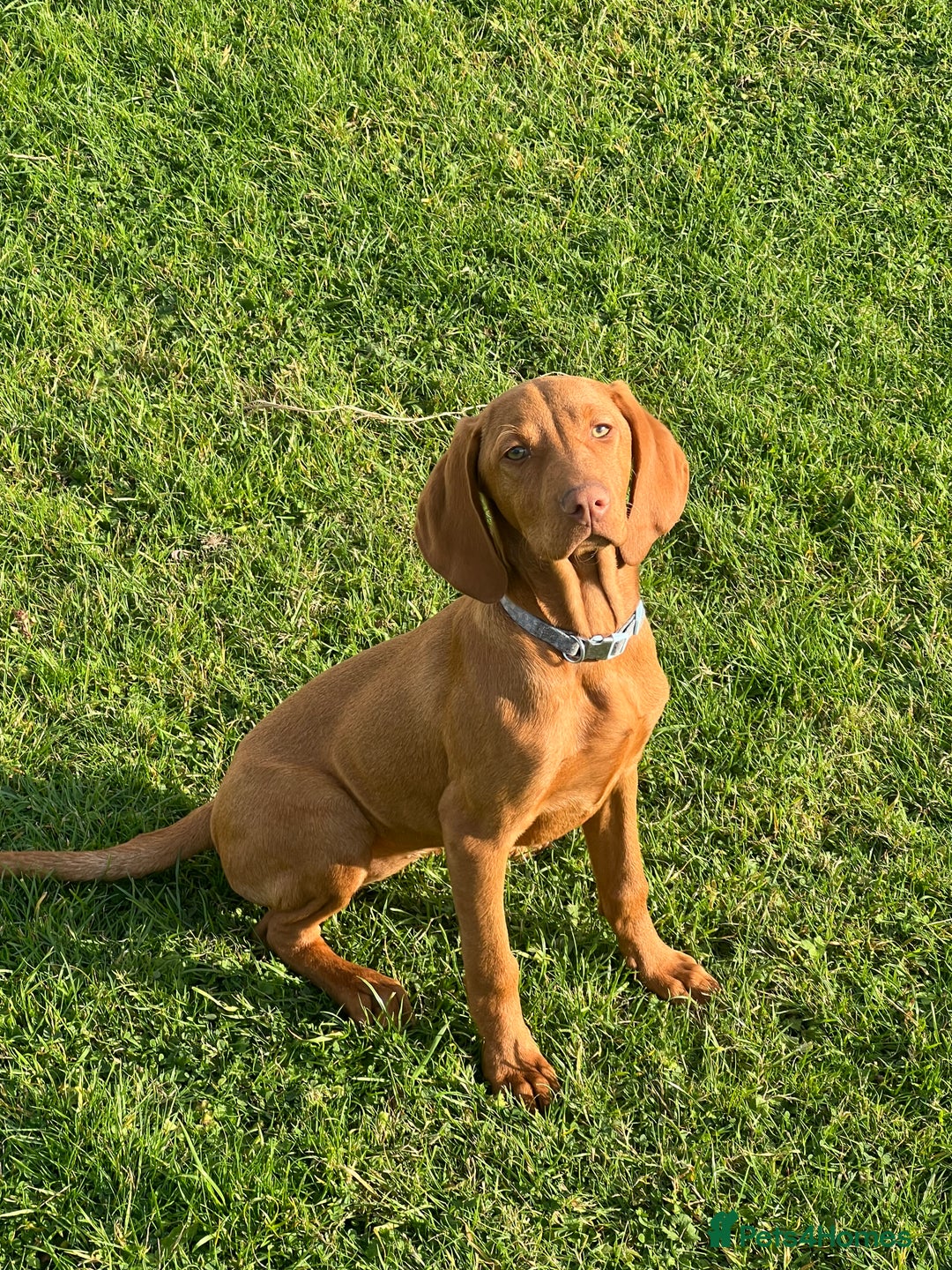 Hungarian Vizsla dogs for sale: 2 female Hungarian vizslas 17 weeks old - Image 1