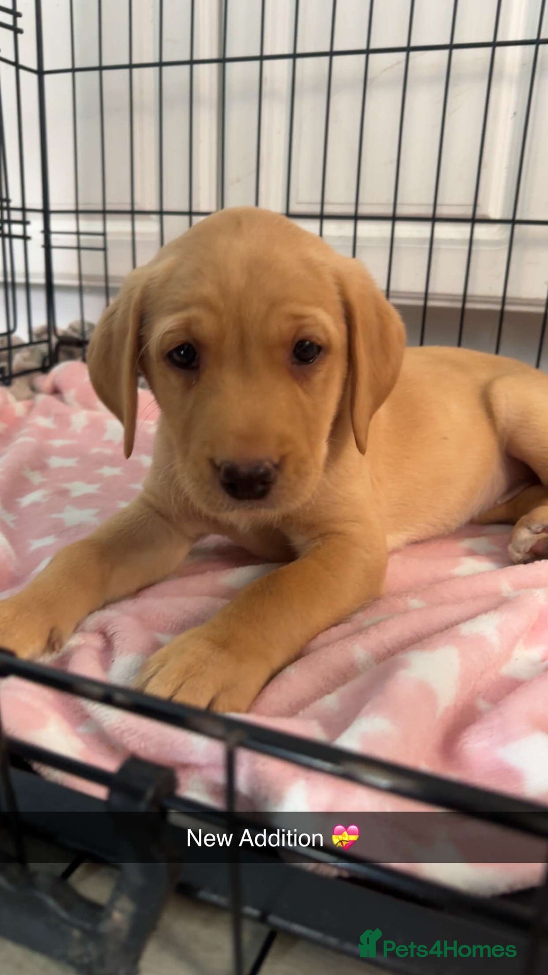 Labrador Retriever dogs for sale: Labrador Seeking New Home - Advert 5