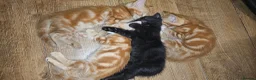 Mixed Breed cats for sale: Cute kittens looking for a new home  - Advert 40