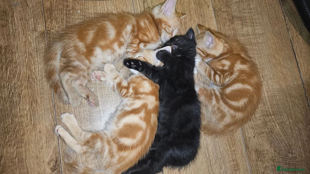 Mixed Breed cats for sale: Cute kittens looking for a new home  - Advert 40