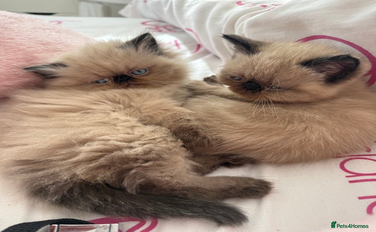 Persian cats - Advert 3